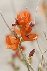 Desert Globemallow