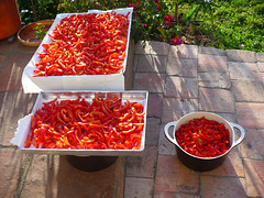 Rocotos cut and drying