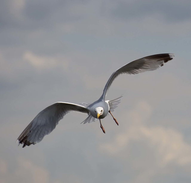 Gull in flight 7