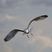 Gull in flight 7