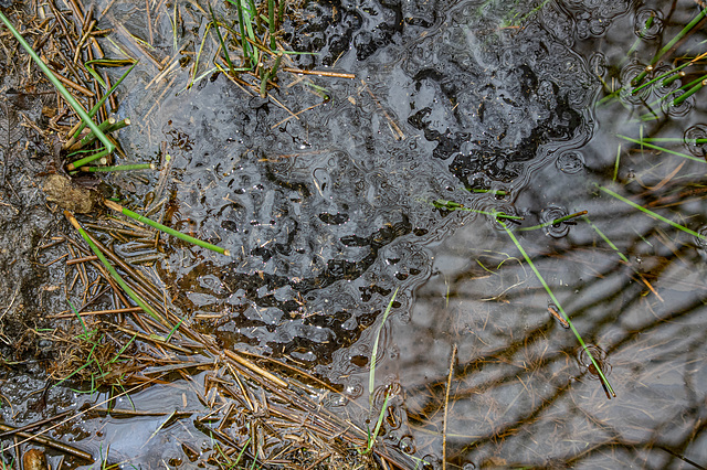Frogspawn - should have looked right ->