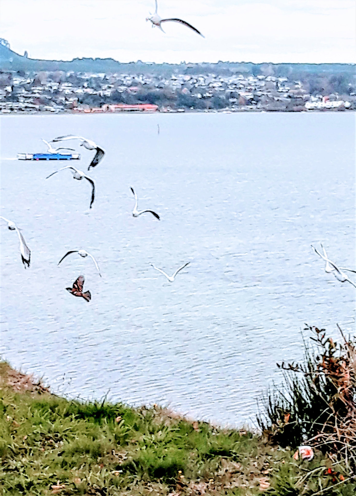 Lake Taupo.