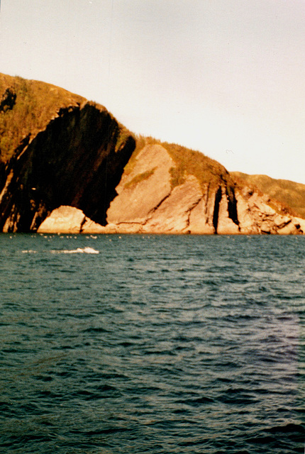 Excursion à la recherche de baleines / Whales tour