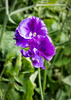Flowers at Sizergh Castle