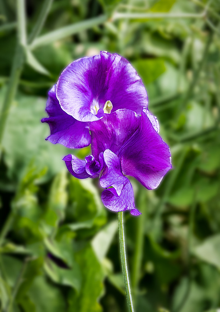 Flowers at Sizergh Castle