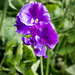 Flowers at Sizergh Castle