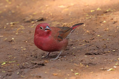 Male Red-billed Firefinch