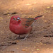 Male Red-billed Firefinch