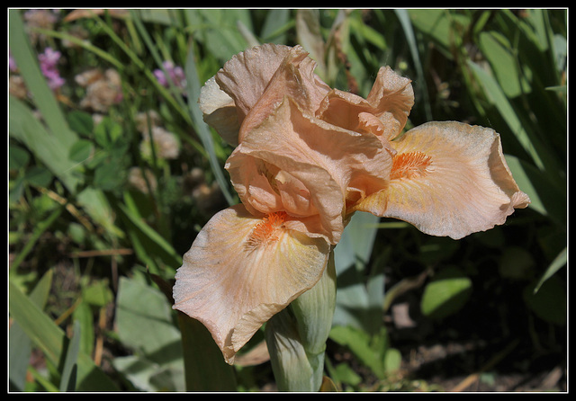 Bright Vision (7)