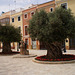 Old olive trees.