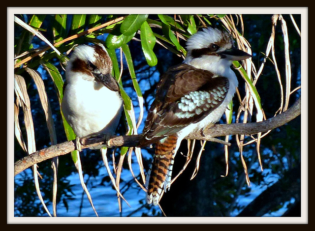 Young Kookaburras