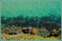 Grünes Wasser - grünes Ufer