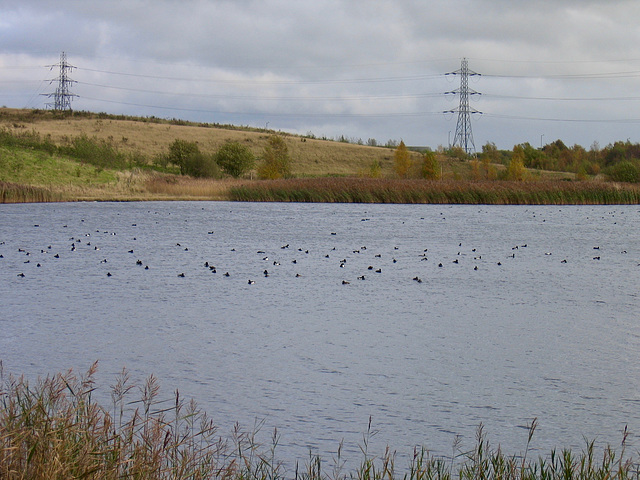 Tufted Ducks on Norton Pool at the Northern end of Chasewater.