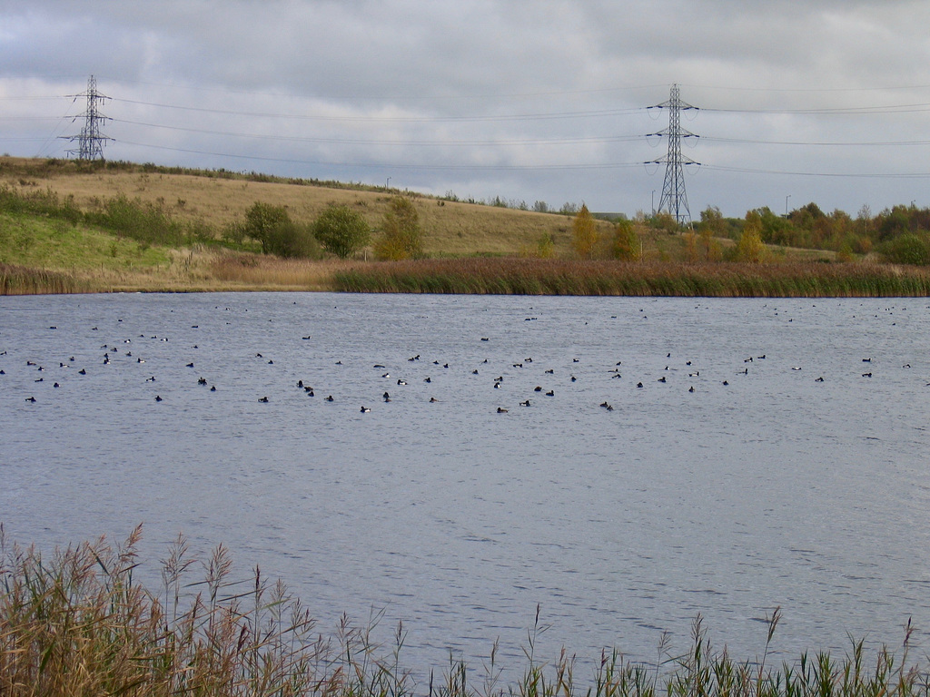 Tufted Ducks on Norton Pool at the Northern end of Chasewater.