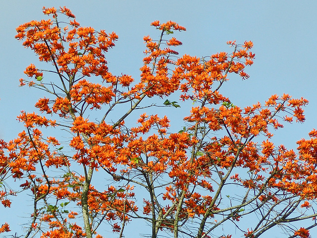 Flame tree, Trinidad