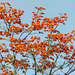 Flame tree, Trinidad