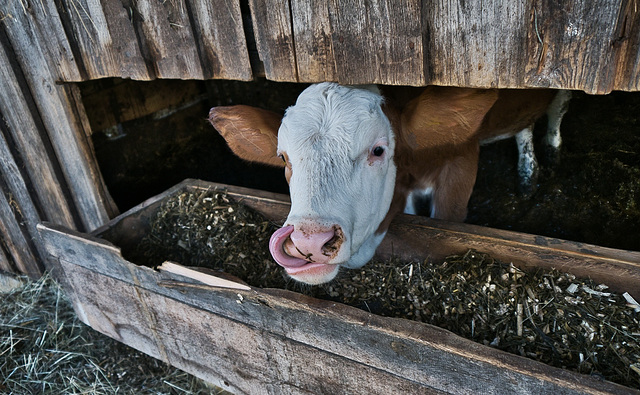 Die Nase läuft (2PiP)