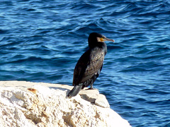 Cormorano a Cap d'Ail - Costa Azzurra (Francia)