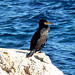 Cormorano a Cap d'Ail - Costa Azzurra (Francia)