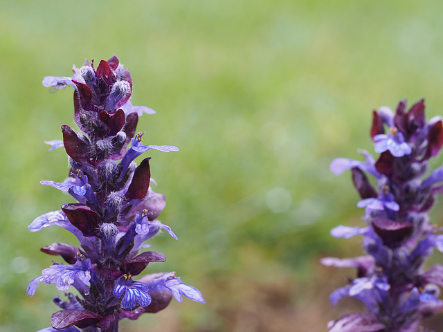 Ajuga (Bugle)