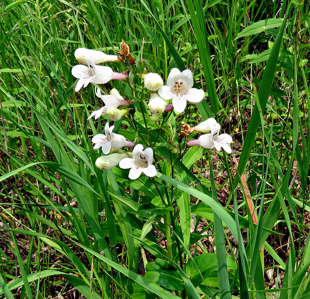 Penstemon