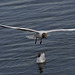 Gull in flight 8