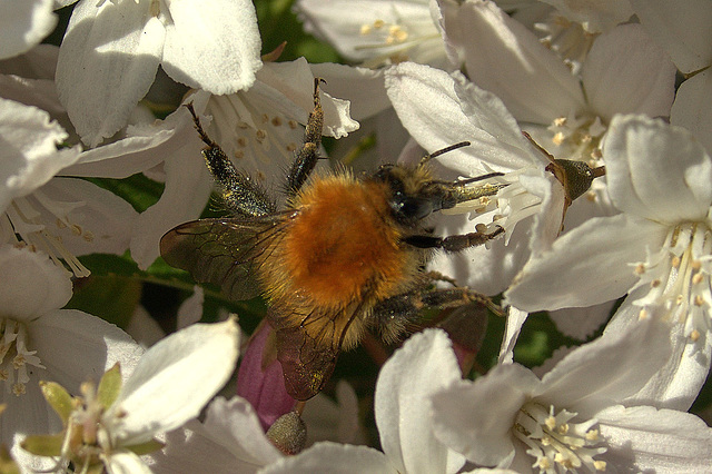 Bee On Blossom
