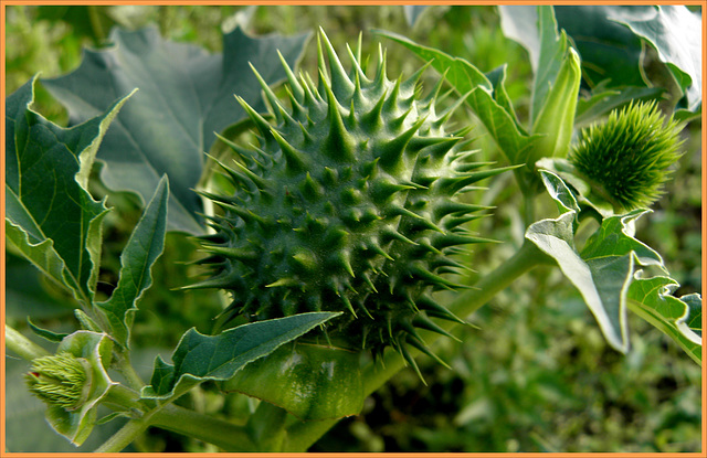 Datura Stramonium---Green two--