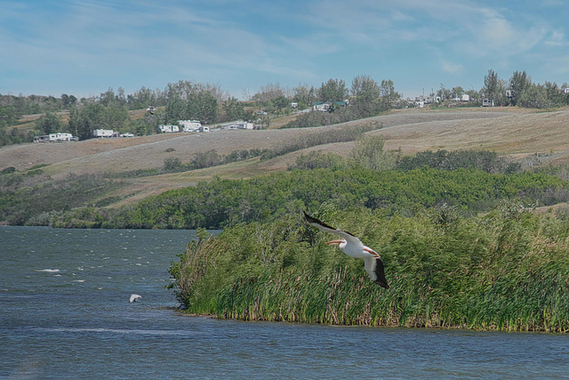 pelican cruising