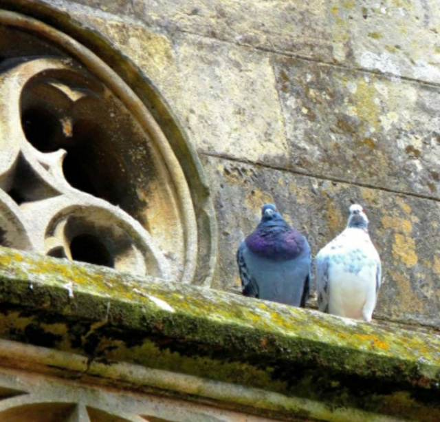 ... deux pigeons ...