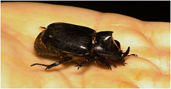 IMG 2038 Beetle