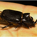 IMG 2038 Beetle