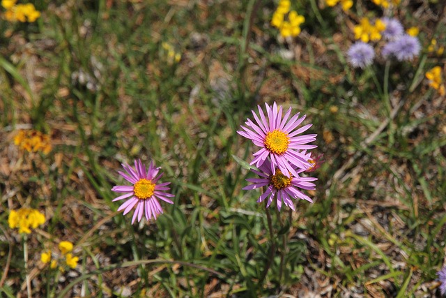 Berg-Aster - Aster amellus (PicinPic)