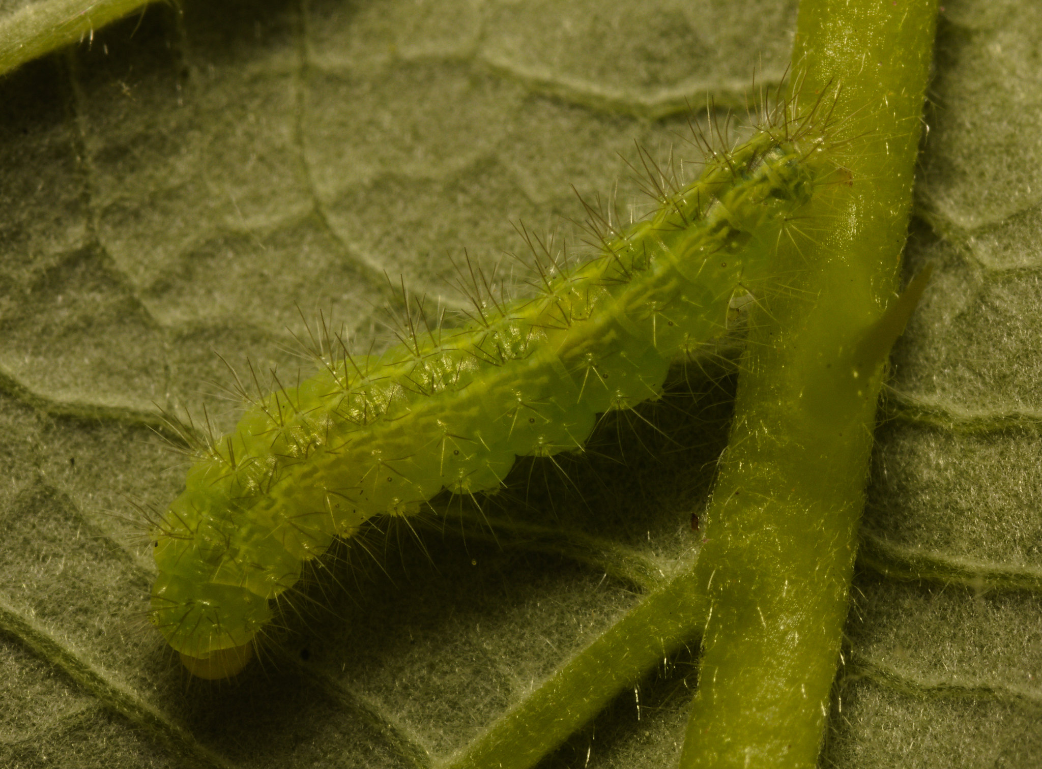 IMG 7725 Caterpillar