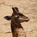 Baby Giraffe