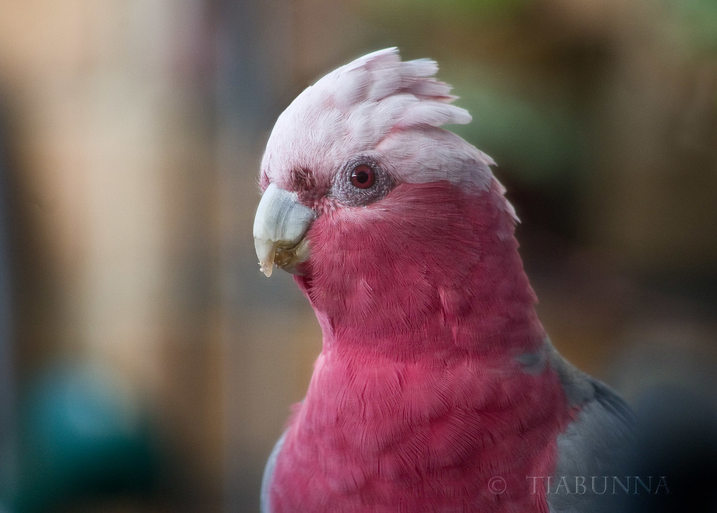 Visiting galah