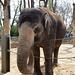 Elefantin Pama (Wilhelma)