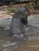 DSCN4012a - lontra-neotropical Lontra longicaudis, Mustelidae Carnivora