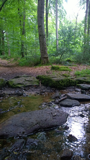 Tintern Woods