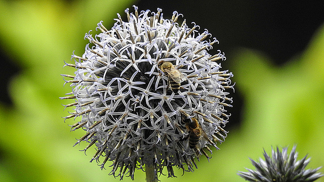 20170723 2611CPw [D~LIP] Kugeldistel, Honigbiene, Bad Salzuflen