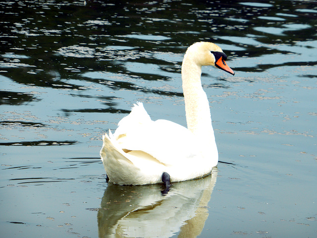 Schwan im Bachtelsee