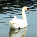 Schwan im Bachtelsee
