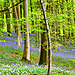 Bluebells and Wild Garlic ~ Ashmore Wood