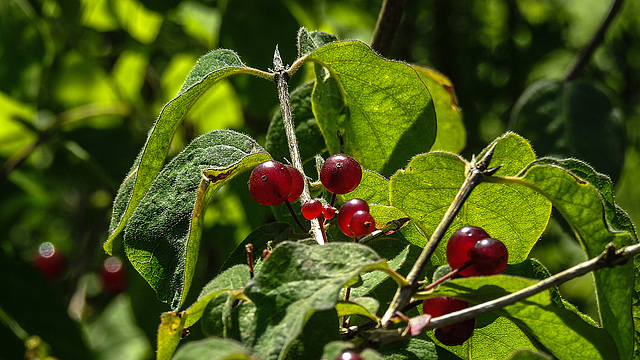 20180628 4086CPw [D~LIP] Rote Heckenkirsche (Lonicera xylosteum) Frucht, UWZ, Bad Salzuflen