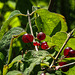20180628 4086CPw [D~LIP] Rote Heckenkirsche (Lonicera xylosteum) Frucht, UWZ, Bad Salzuflen