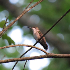 Ruby-throated hummingbird (female)