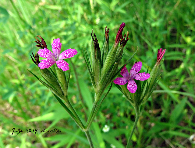 Deptford Pink