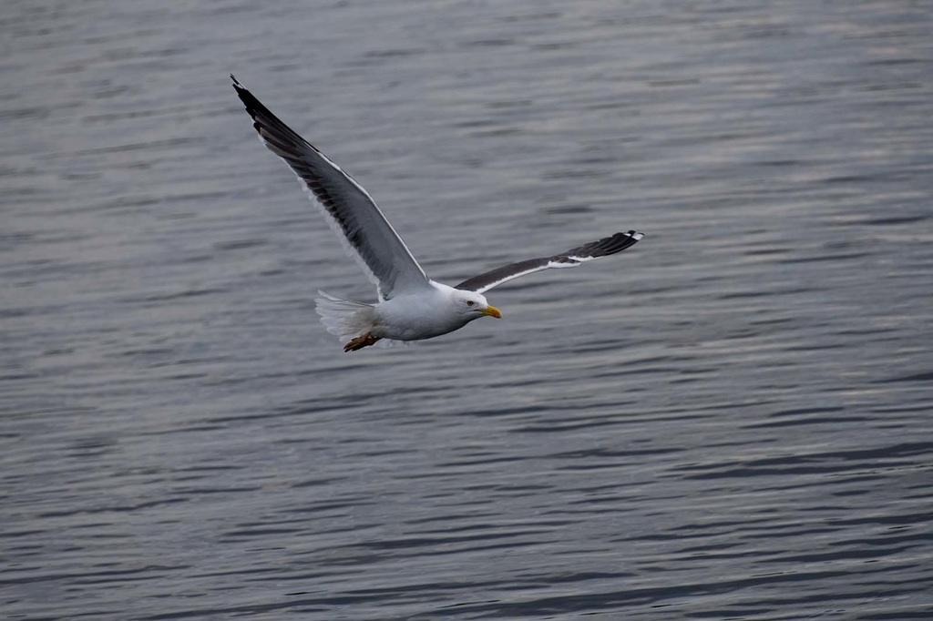 Gull in flight 22