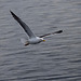 Gull in flight 22