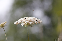 Wilde Möhre - Sommer - Landeplatz für allerlei Insekten